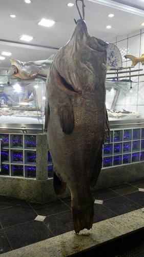 Peixes Peixes
